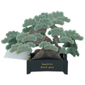 Greeting Life BONSAI Pop-Up Card - Black Pine