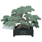 Greeting Life BONSAI Pop-Up Card - Black Pine