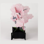 Greeting Life Blooming Card Cherry Blossom Bonsai