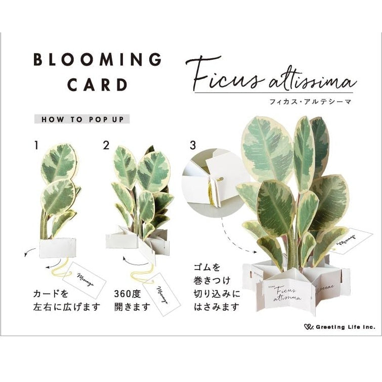 Greeting Life Ficus Artemisia Pop-up Card