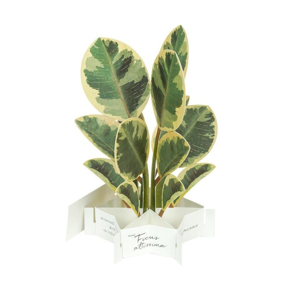 Greeting Life Ficus Artemisia Pop-up Card