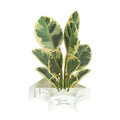 Greeting Life Ficus Artemisia Pop-up Card