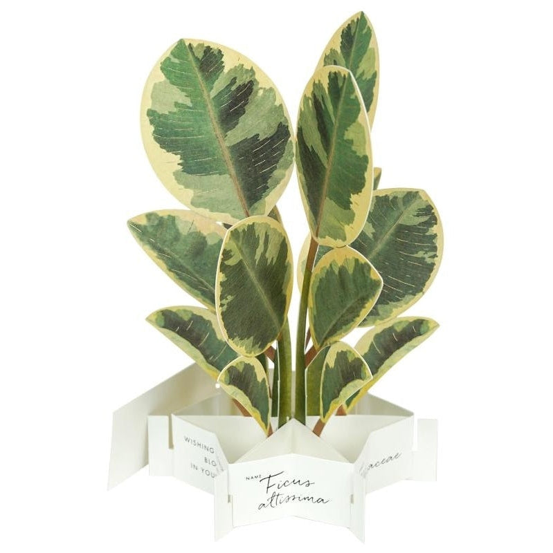 Greeting Life Ficus Artemisia Pop-up Card