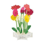 Greeting Life Message Blooming Flower Gerbera Pop-Up Card