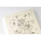 Close-up of Hobonichi Techo 2024 Yamazakura botanical illustration on textured cream paper