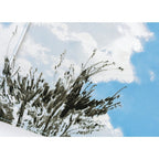Hobonichi Techo A5 Cousins Planner Cover - Kyohei Sakaguchi: Field Sky
