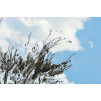 Hobonichi Techo A6 Original Planner Cover - Kyohei Sakaguchi: Field Sky