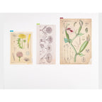 Hobonichi Techo Tomitaro Makino: Hobonichi Pencil Board for A5 Size Tomitaro Makino