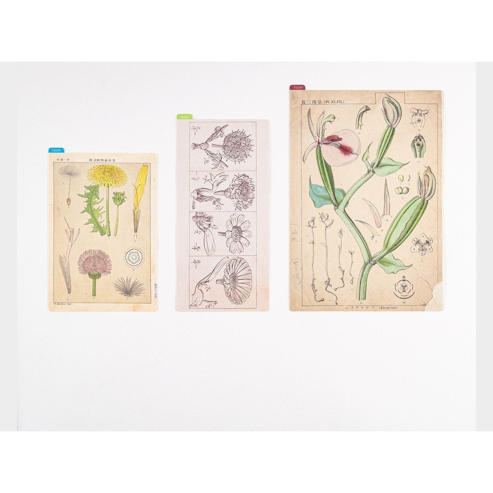 Hobonichi Techo Tomitaro Makino: Hobonichi Pencil Board for A5 Size Tomitaro Makino