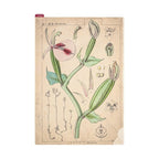 Hobonichi Techo Tomitaro Makino: Hobonichi Pencil Board for A5 Size Tomitaro Makino