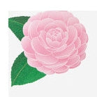 Midori Kami Letter Set Princess Camellia