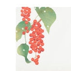 Midori Kami Letter Set Winter Harvest Berries