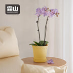 Shimoyama Vintage Flower Pot 13.5mm