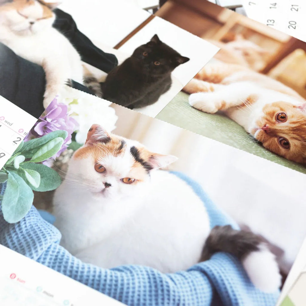 Photograph detail from the Life with Cats Mikan and Jiro Wall Calendar 2027