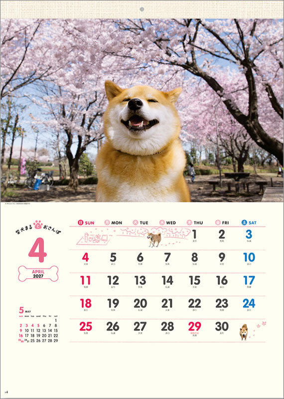 April page of the Walk with Shiba Inu Maru Wall Calendar 2027 with cherry blossom