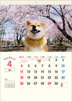 April page of the Walk with Shiba Inu Maru Wall Calendar 2027 with cherry blossom