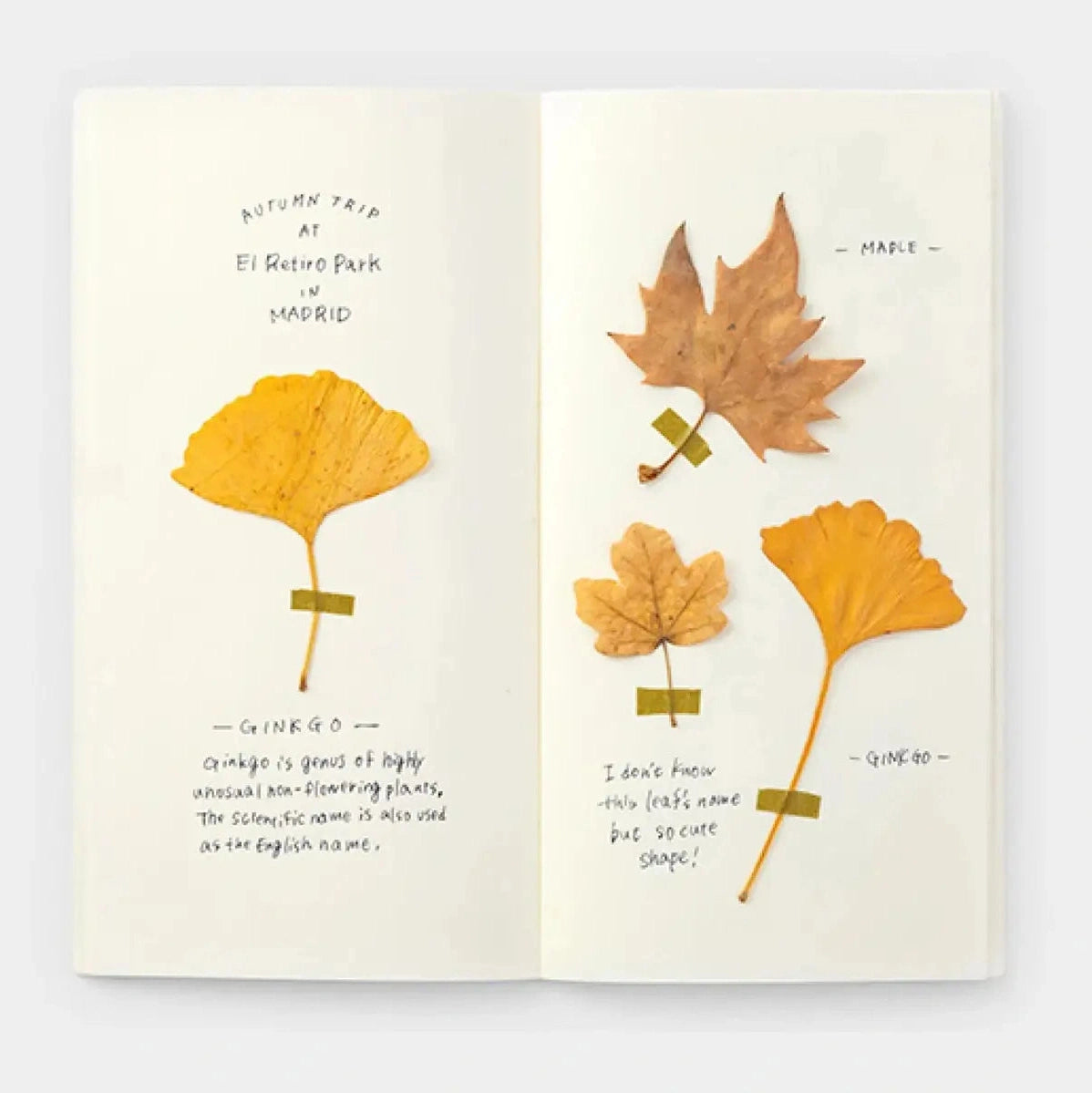 Traveler's Company Regular Notebook Refill 025 MD Paper Cream