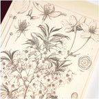 Hobonichi Plain Notebook A6 - Yamazakura