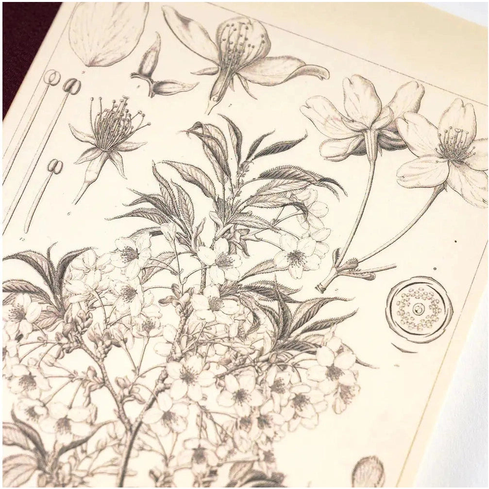 Hobonichi Plain Notebook A6 - Yamazakura