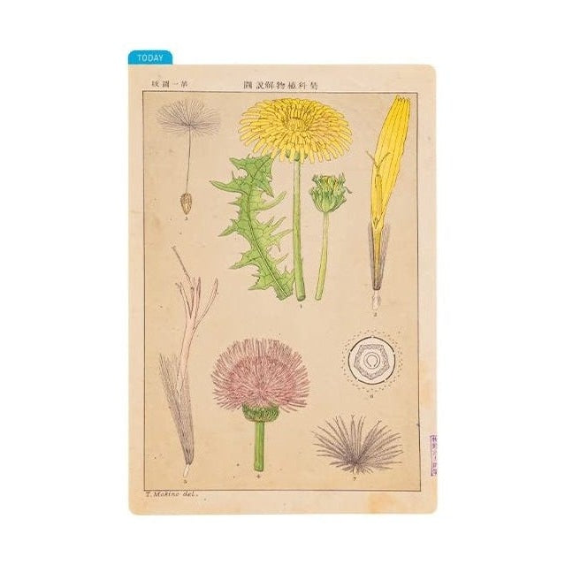 Hobonichi Tomitaro Makino: Hobonichi Pencil Board for A6 Size Tomitaro Makino
