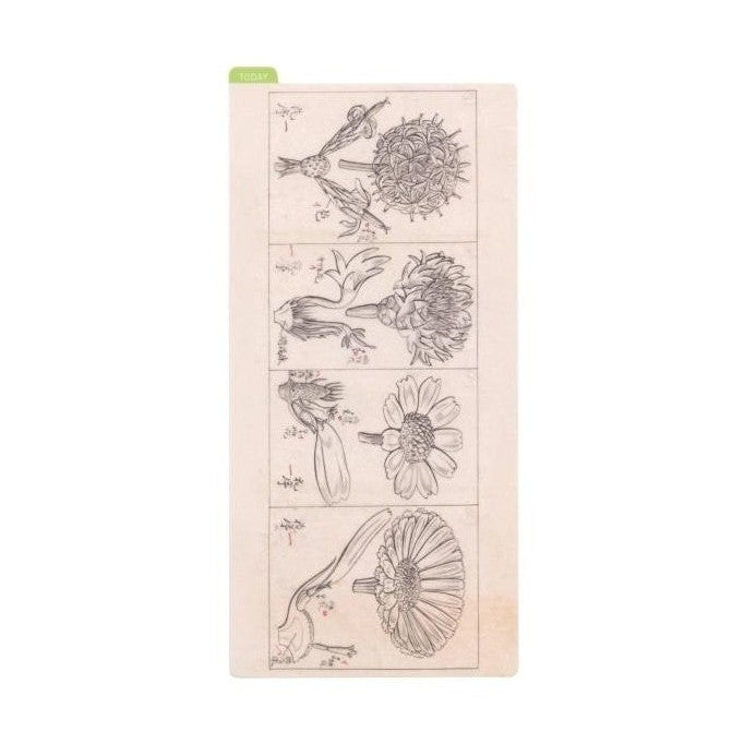 Hobonichi Tomitaro Makino: Hobonichi Pencil Board for Weeks Tomitaro Makino