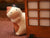 Ryukodo Chigiri Japanese Paper Peeping Cat